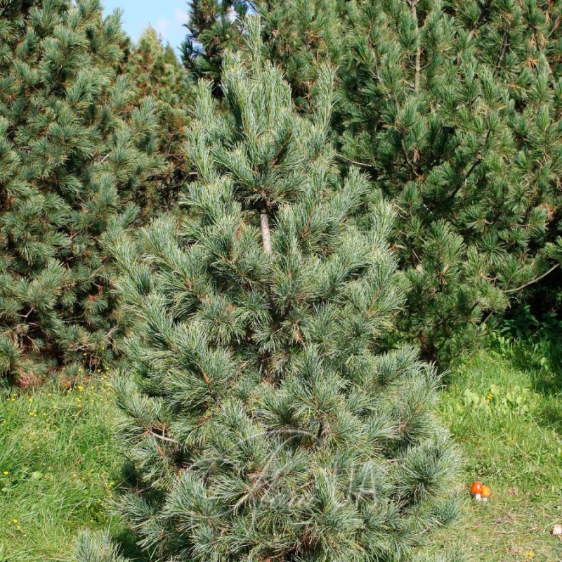 Сосной сибирской (Pinus sibirica)