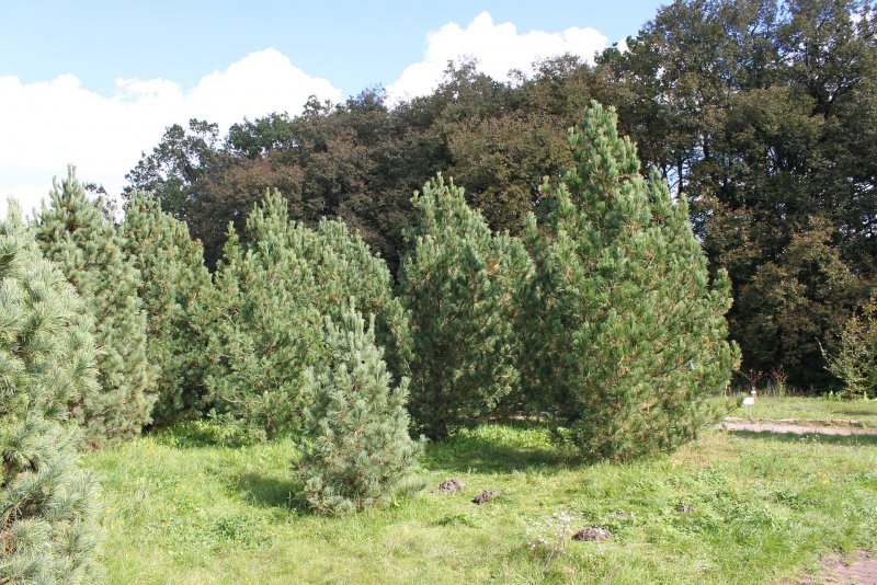 Кедр Сибирский Pinus sibirica