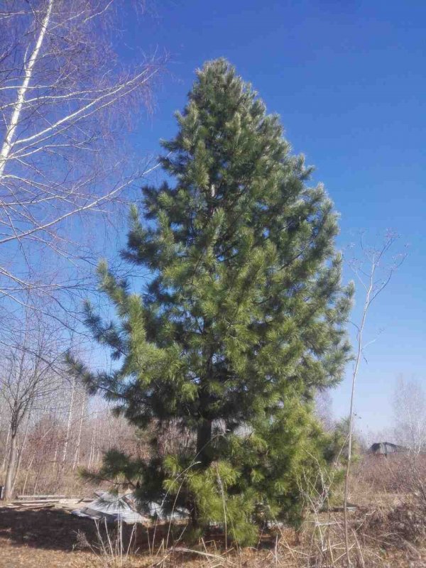 Сосна Кедровая Сибирская (кедр Сибирский) (Pinus sibirica)