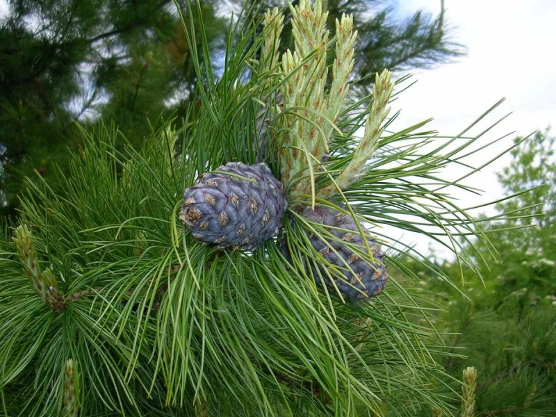 Сосна Кедровая Сибирская/Pinus sibirica