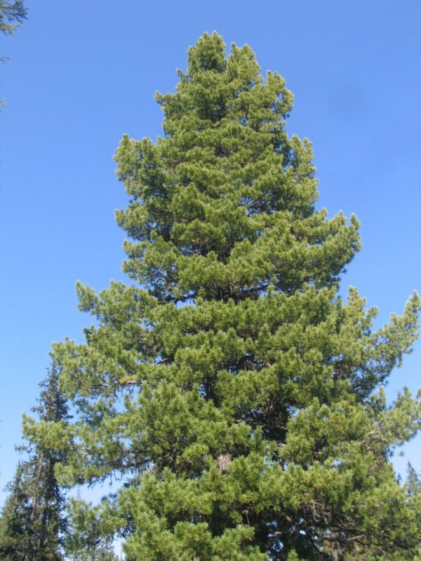 Сибирский кедр (Pinus sibirica du Tour)