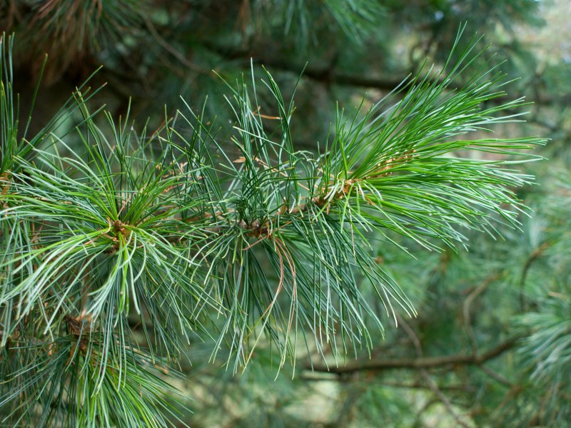 Сосна Кедровая Сибирская/Pinus sibirica