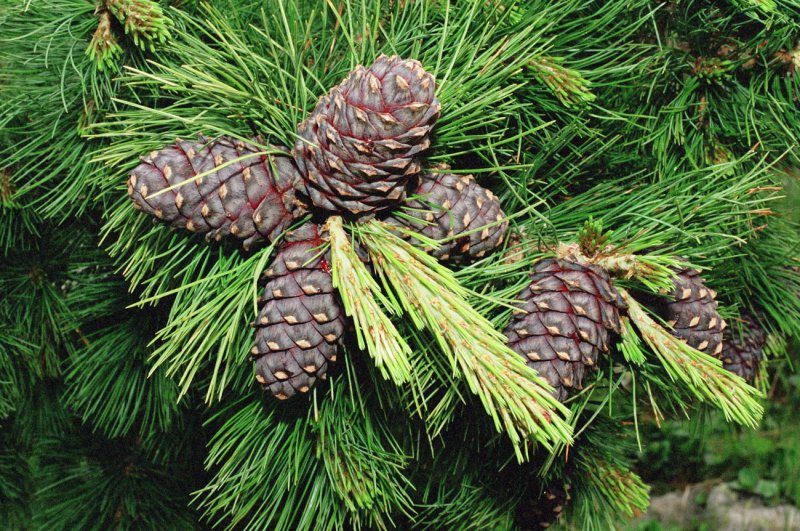 Кедра – Pinus sibirica