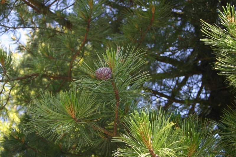Сосна Сибирская Кедровая Pinus Cembra