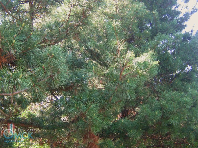 Сосна Кедровая или Сибирский кедр (Pinus sibirica du Tour.)