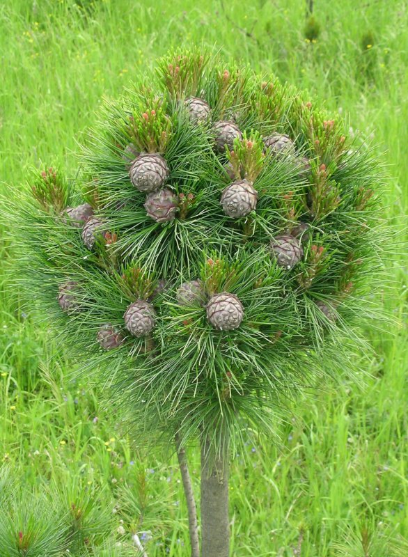 Pinus sibirica