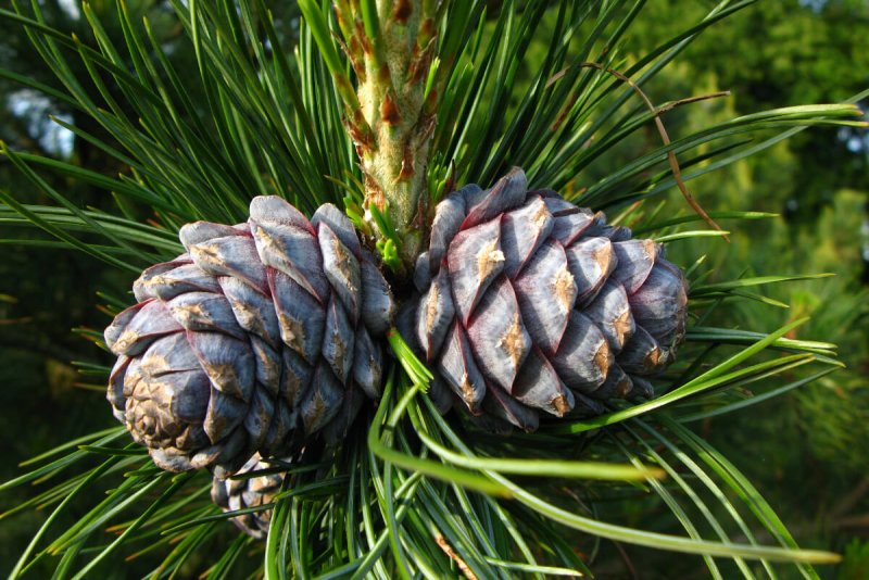 Кедр Сибирский Pinus sibirica