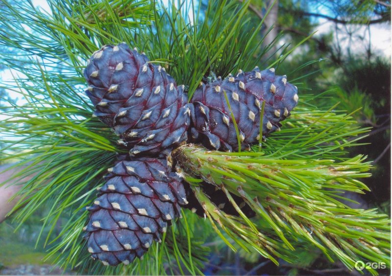 Сосна Кедровая Сибирская/Pinus sibirica