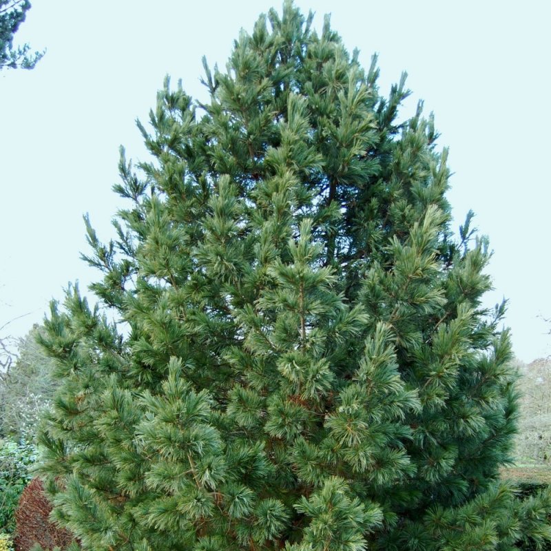 Pinus Cembra var. Sibirica