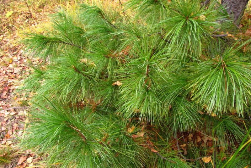 Сосна Кедровая Сибирская/Pinus sibirica