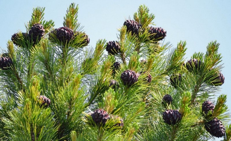 Сосна Кедровая Pinus sibirica