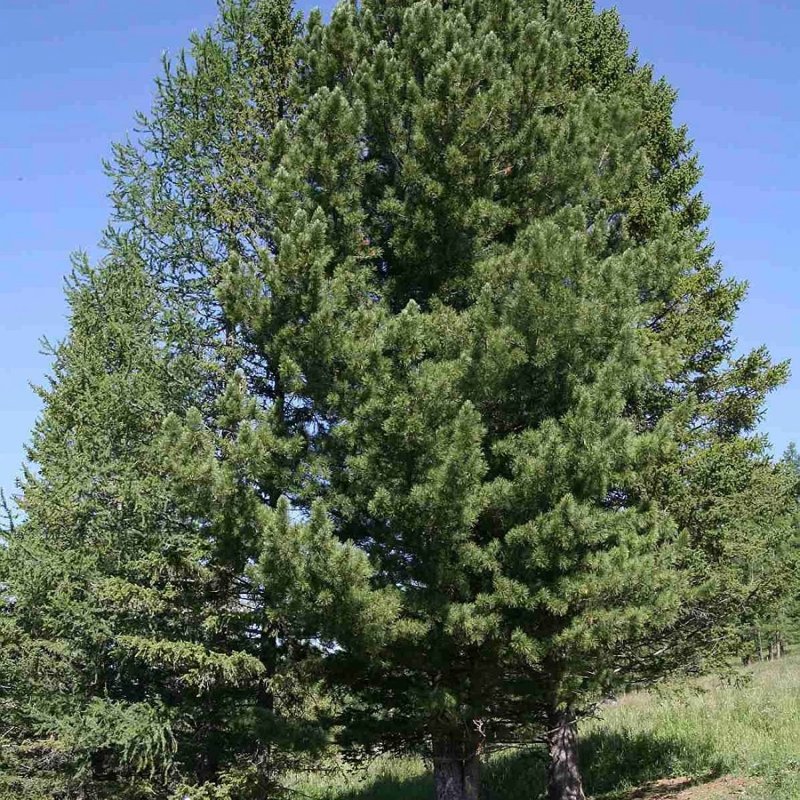 Сосна Pinus Cembra var.sibirica