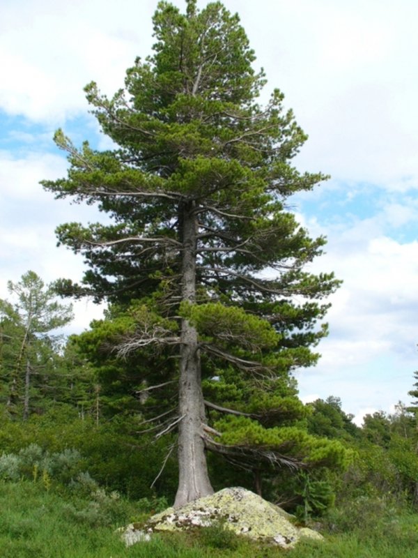 Сибирский кедр (Pinus sibirica du Tour)