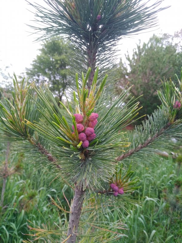 Сосна Кедровый стланик chlorocarpa