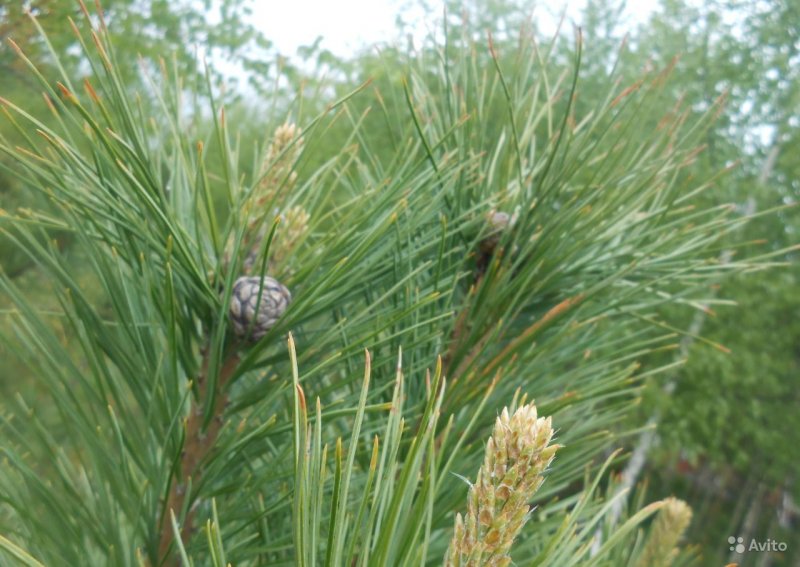 Pinus Cembra var. Sibirica