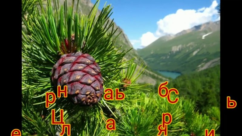 Сибирская сосна кедр шишка