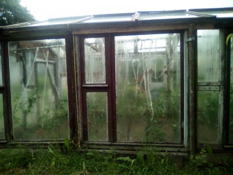 Парник из оконных рам