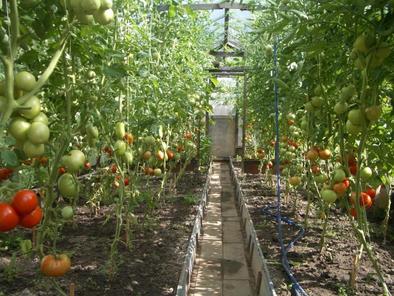 Помидор етиштириш сирлари
