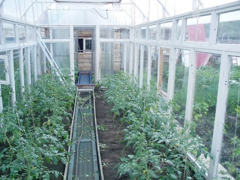 Парник из оконных рам