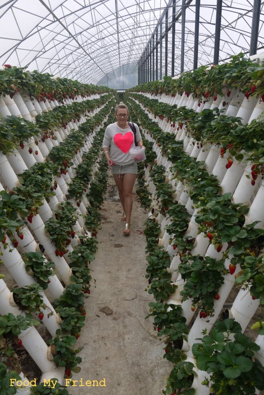 Strawberry Hydroponic Greenhouse