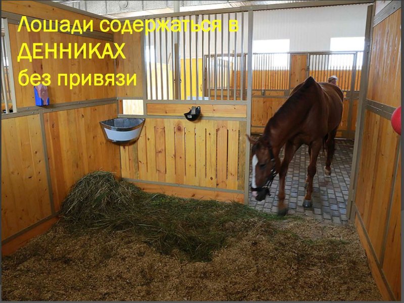 Стойло для лошади