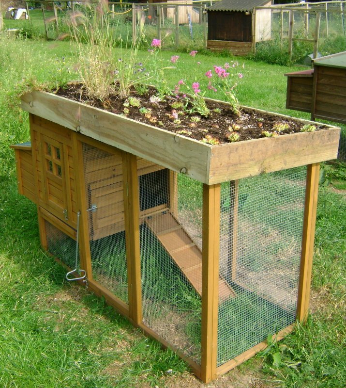 Дачный курятник