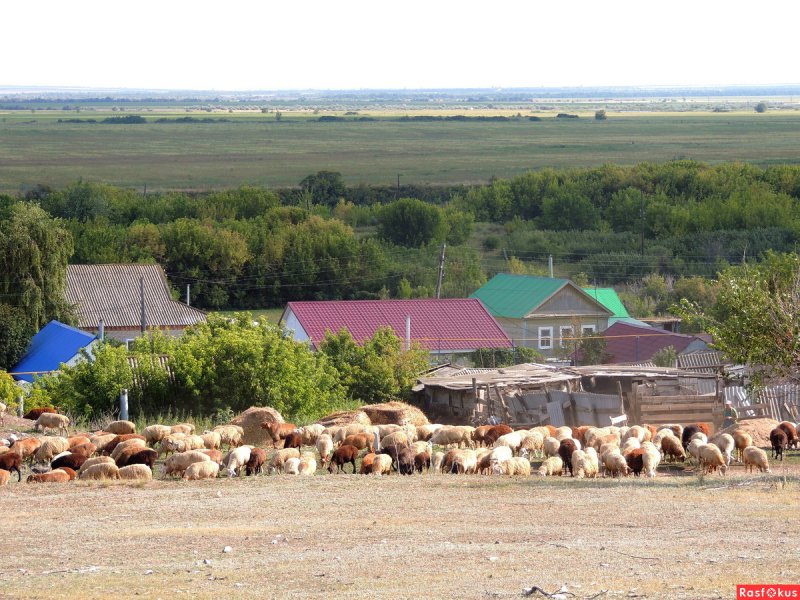Шумиха фермерского хозяйства