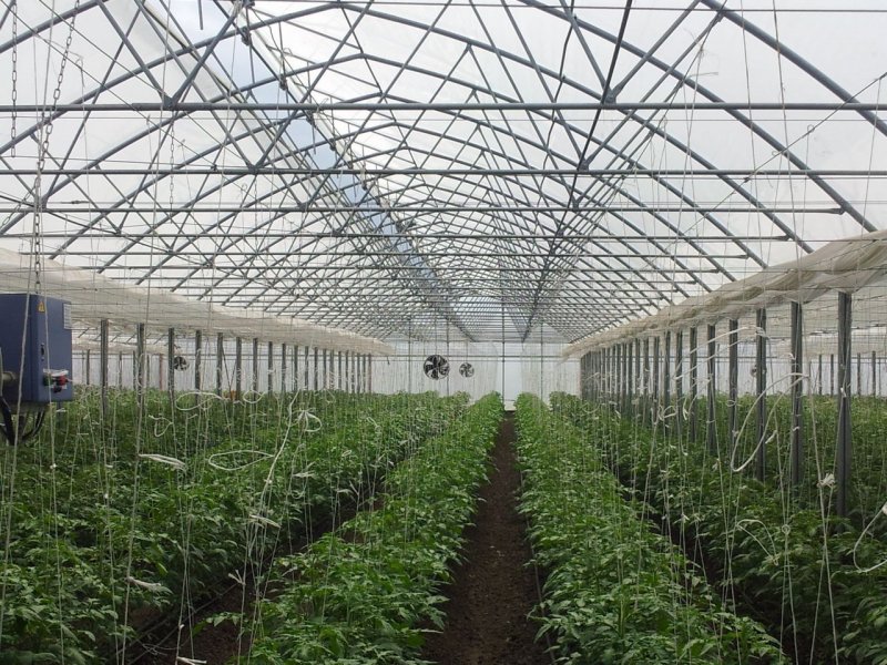 Промышленная теплица 1000 м2
