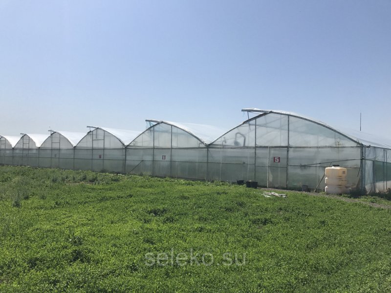 Блочная теплицы фермерские