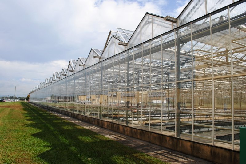 Голландская теплица Venlo