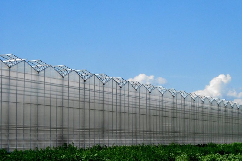 Теплицы Венло промышленные