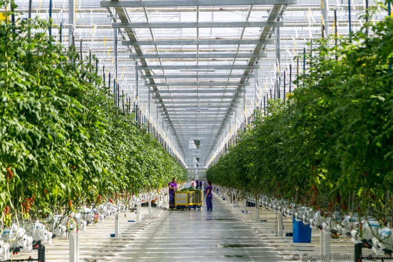 Теплица Greenhouse Израиль