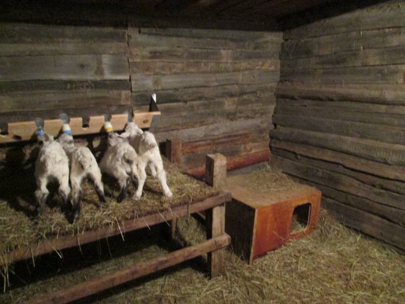 Sheep Barn planning