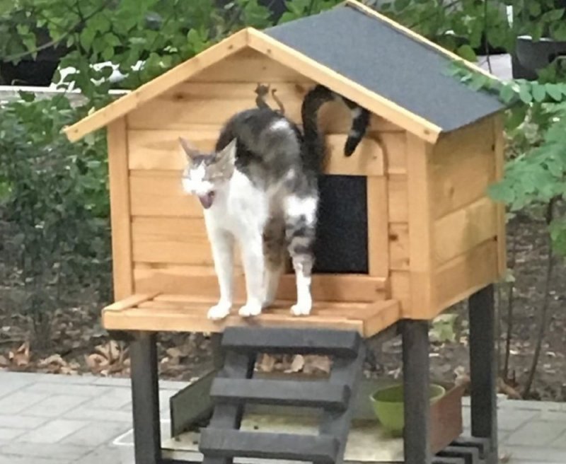 Уличный дом для крупного кота