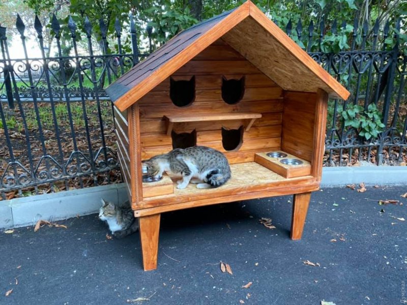 Кошачий домик в Запорожье