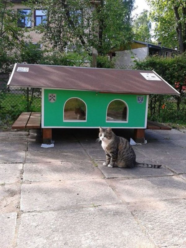Уличный дом для кошек