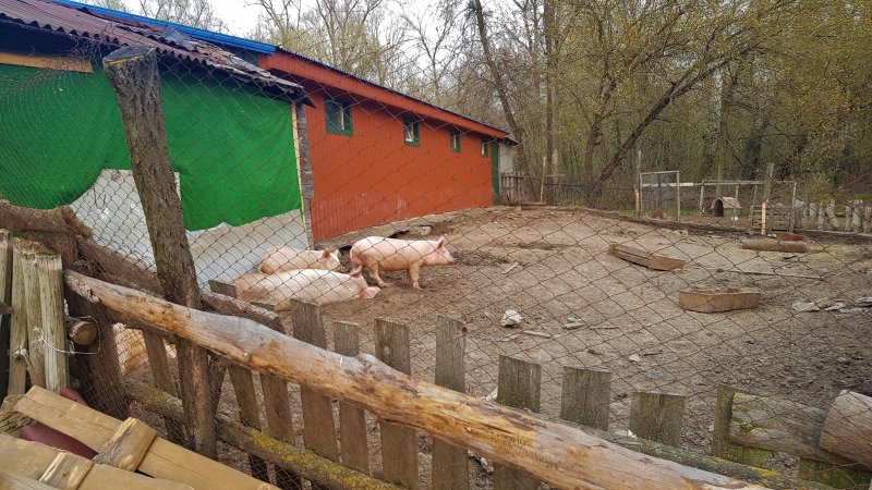 Сарай для свиней из пеноблоков