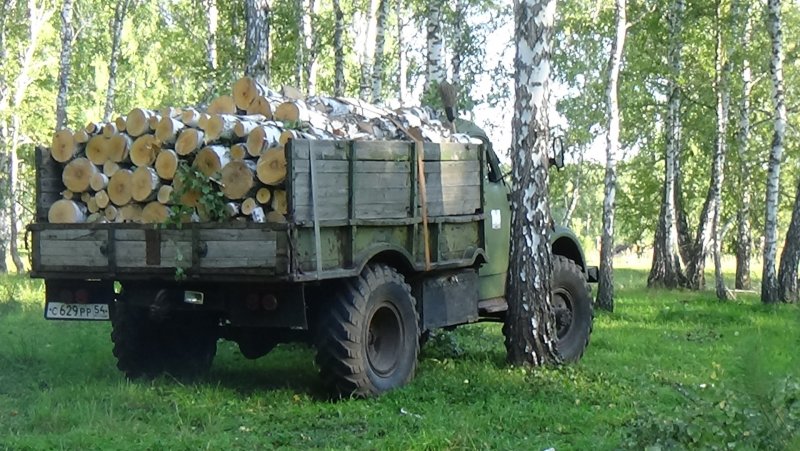 Бревна на лужайке