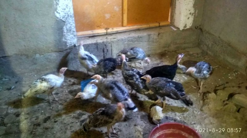 Насесты в курятнике