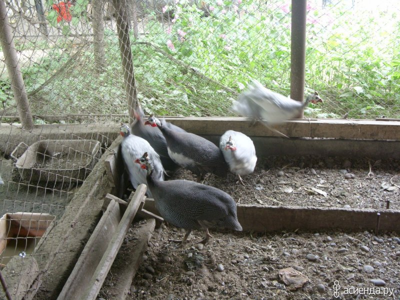 Курятник для уток