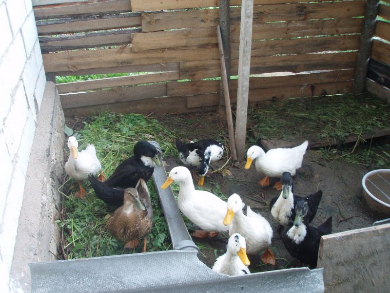 Курятник в сарае