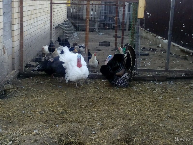 Scheme Turkey Poultry