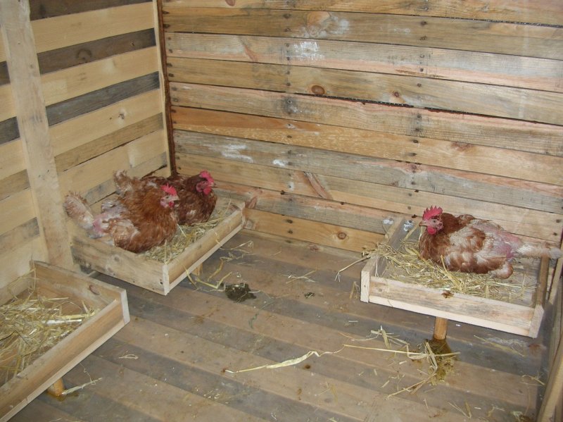 Яйцесборник в курятнике