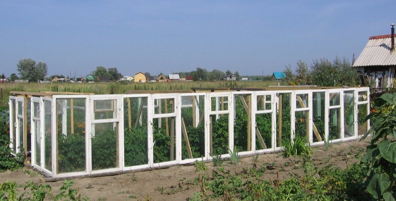 Парник из окон