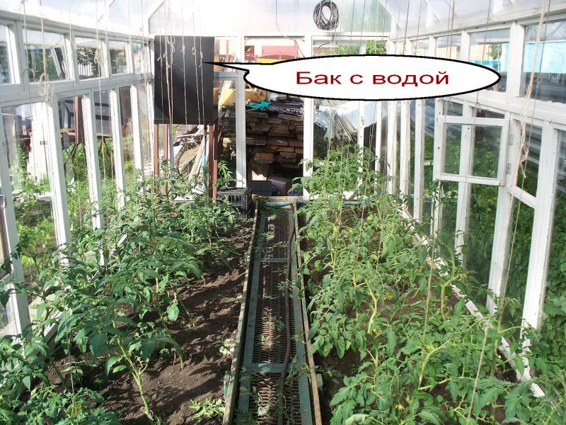 Теплица из рам внутри