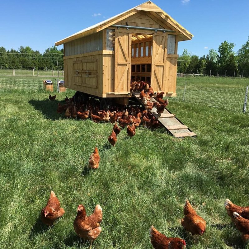 Красивый курятник