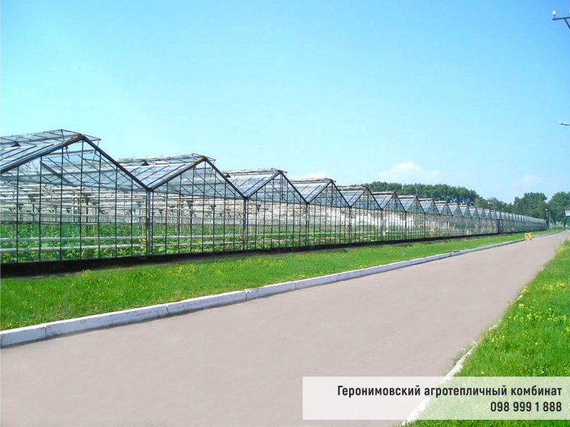 Чайковский тепличный комбинат