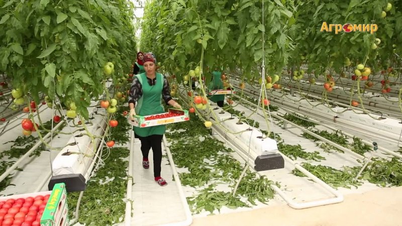 Теплица Greenhouse Израиль