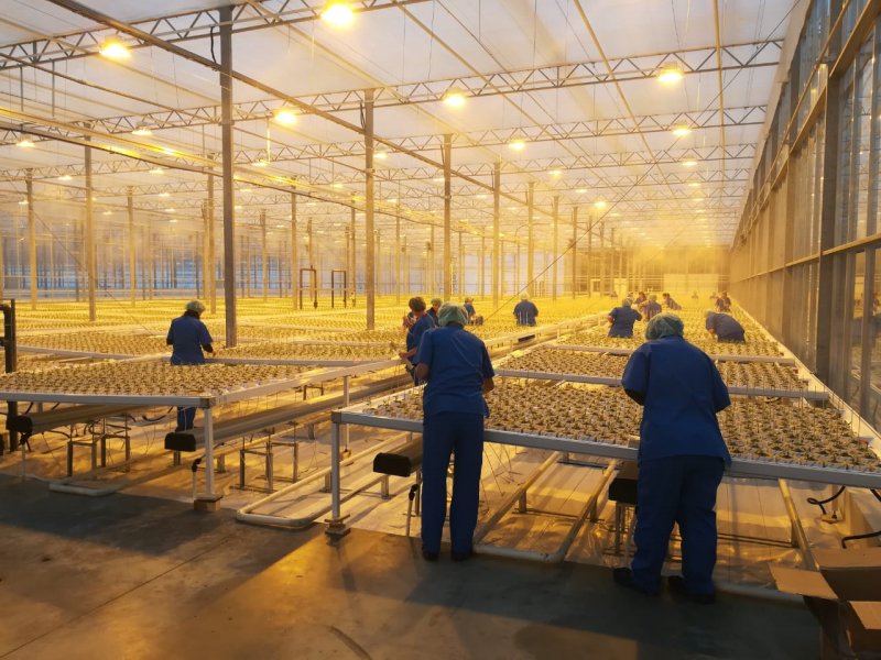 Тепличные комплексы в Кисловодске