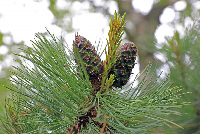 Сосна Сибирская Кедровая Pinus sibirica du Tour